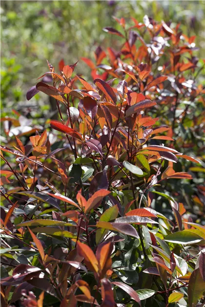 Photinia fraseri 'Red Robin' - Baumschule Teuffenbach