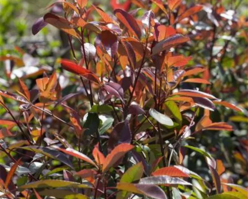 Photinia fraseri 'Red Robin' Photinia fraseri 'Red Robin'