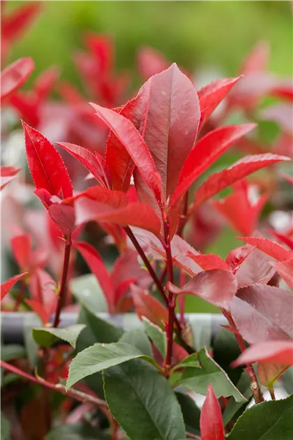 Photinia fraseri 'Red Robin' - Baumschule Teuffenbach