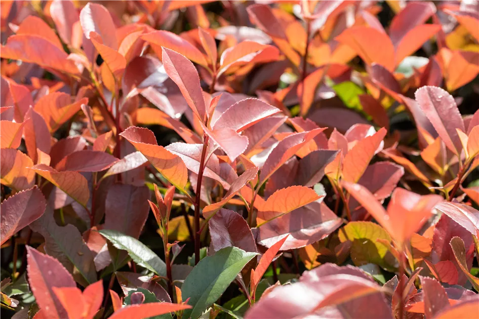 Photinia fraseri 'Red Robin' - Baumschule Teuffenbach