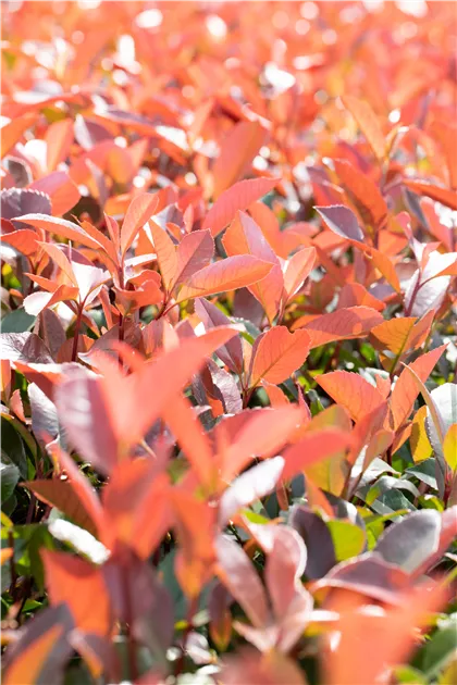 actaea plant Buy Red Baneberry at your local garden center! – American Beauties Native  Plants main image 1