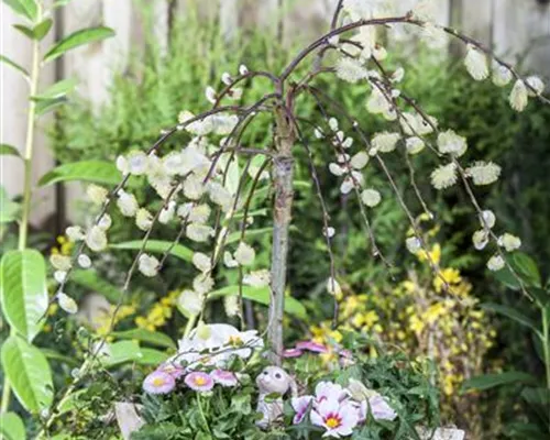Salix caprea 'Pendula'