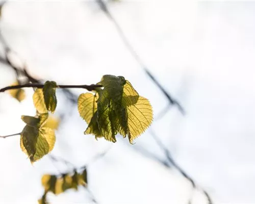 Tilia platyphyllos Tilia platyphyllos