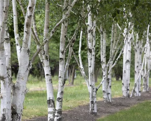 Betula utilis Betula utilis