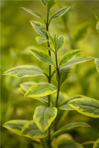 philodendron golden saw PHILODENDRON GOLDEN SAW online kaufen bei potflourri main image 1