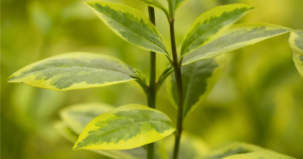 Ligustrum ovalifolium 'Aureum' - Baumschule Teuffenbach