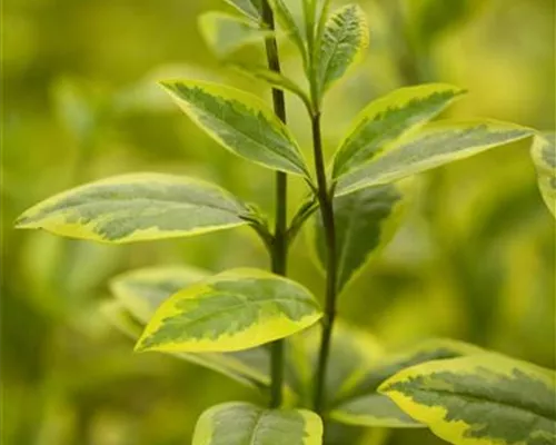 Ligustrum ovalifolium 'Aureum' Ligustrum ovalifolium 'Aureum'