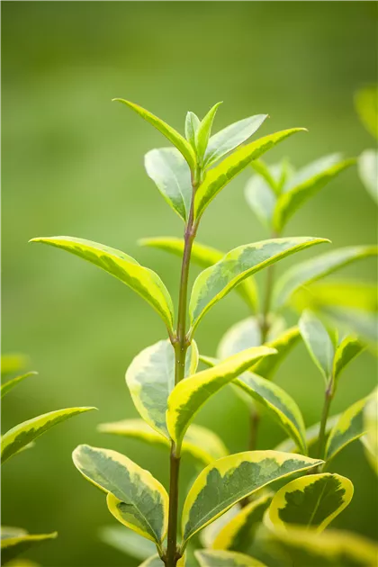 Ligustrum ovalifolium 'Aureum' - Baumschule Teuffenbach