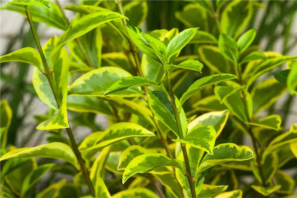 lamp plant Fluora Floor Plant | Elevated Mood Lighting main image 0