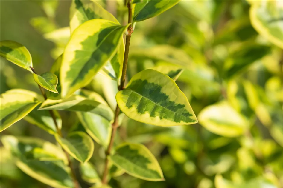 Ligustrum ovalifolium 'Aureum' - Baumschule Teuffenbach