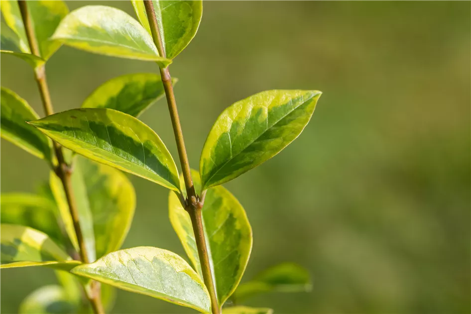 Ligustrum ovalifolium 'Aureum' - Baumschule Teuffenbach