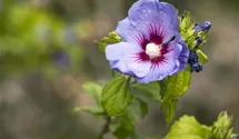 Eibisch - blau