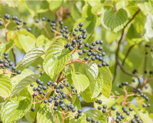 Cornus controversa Cornus controversa