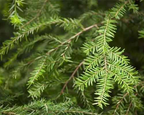 Tsuga canadensis Tsuga canadensis