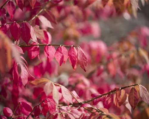 Euonymus alatus Euonymus alatus