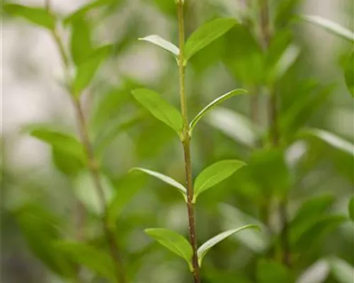 Ligustrum vulgare 'Atrovirens' Ligustrum vulgare 'Atrovirens'