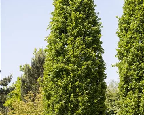 Quercus robur 'Fastigiata' Quercus robur 'Fastigiata'