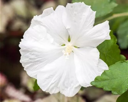 Hibiscus syriacus 'Diana' Hibiscus syriacus 'Diana'