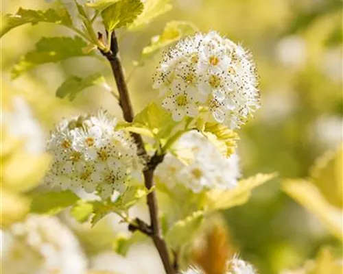 Physocarpus opulifolius 'Dart's Gold' Physocarpus opulifolius 'Dart's Gold'