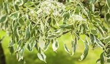 Cornus controversa 'Variegata' - Baumschule Teuffenbach