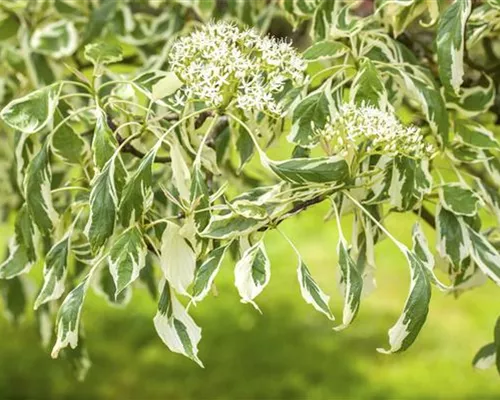 Cornus controversa 'Variegata' Cornus controversa 'Variegata'