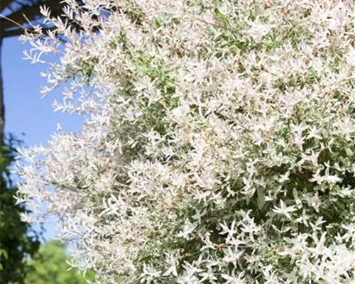 Salix integra 'Hakuro Nishiki'
