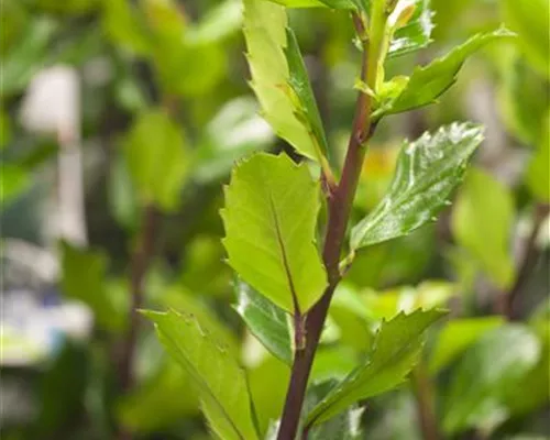 Ilex meserveae 'Blue Prince' -R-