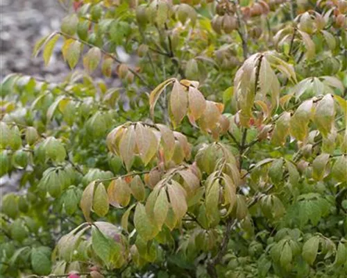 Euonymus alatus 'Compactus' Euonymus alatus 'Compactus'