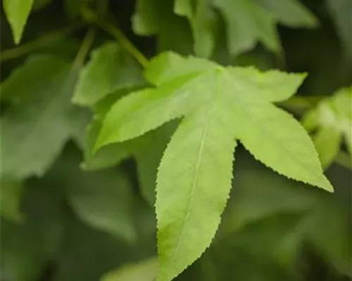 Liquidambar styraciflua 'Gumball' Liquidambar styraciflua 'Gumball'