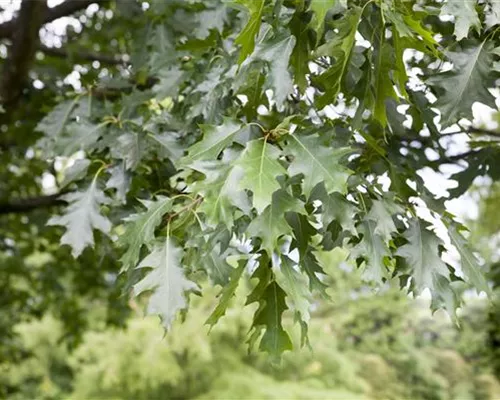 Quercus rubra Quercus rubra