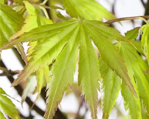 Acer palmatum 'Orange Dream'