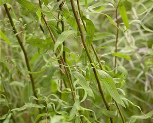 Salix matsudana 'Tortuosa' Salix matsudana 'Tortuosa'
