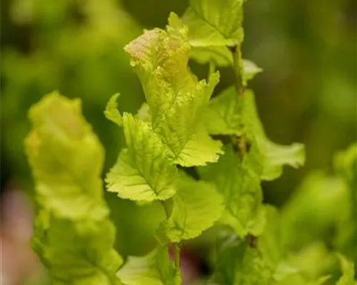 Ulmus carpinifolia 'Wredei' Ulmus carpinifolia 'Wredei'