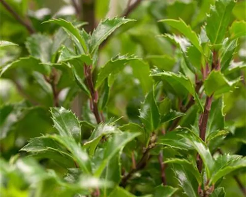 Ilex meserveae 'Heckenfee' Ilex meserveae 'Heckenfee'