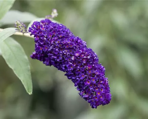 Buddleja davidii 'Black Knight' Buddleja davidii 'Black Knight'