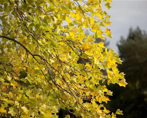 Liriodendron tulipifera Liriodendron tulipifera