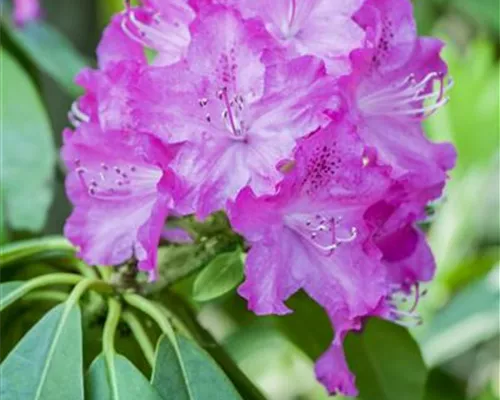 Rhododendron carolin.'P.J.Mezitt' Rhododendron carolin.'P.J.Mezitt'
