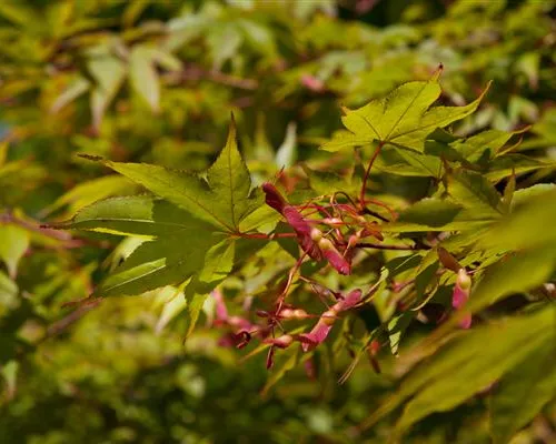 Acer palmatum 'Osakazuki'