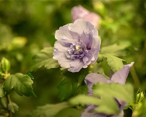 Hibiscus syriacus 'Lavender Chiffon' -R-
