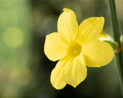 Jasminum nudiflorum Jasminum nudiflorum