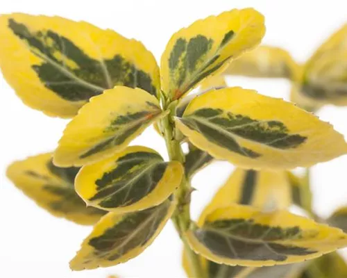 Euonymus fortunei 'Emerald'n Gold' Euonymus fortunei 'Emerald'n Gold'