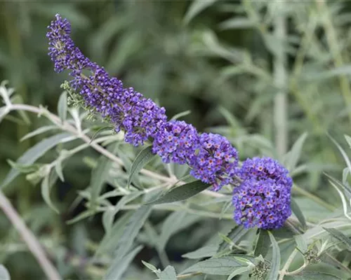 Buddleja davidii 'Nanho Blue' Buddleja davidii 'Nanho Blue'