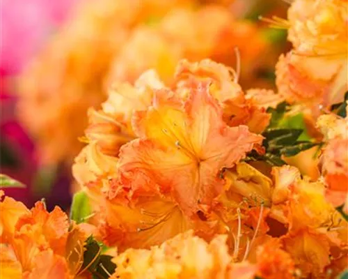 Rhododendron lut.'Gibraltar' I Rhododendron lut.'Gibraltar' I