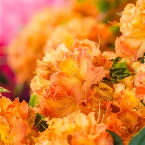 Rhododendron lut.'Gibraltar' I