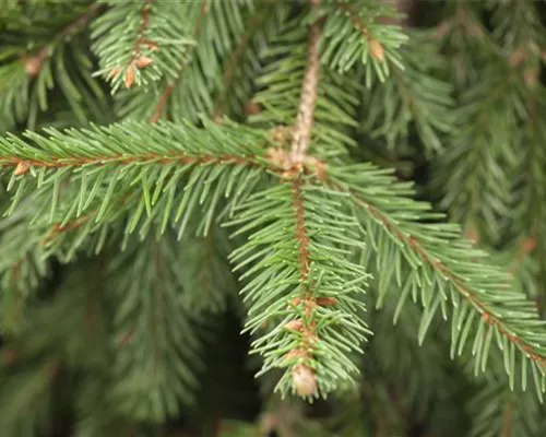 Picea abies 'Acrocona' Picea abies 'Acrocona'
