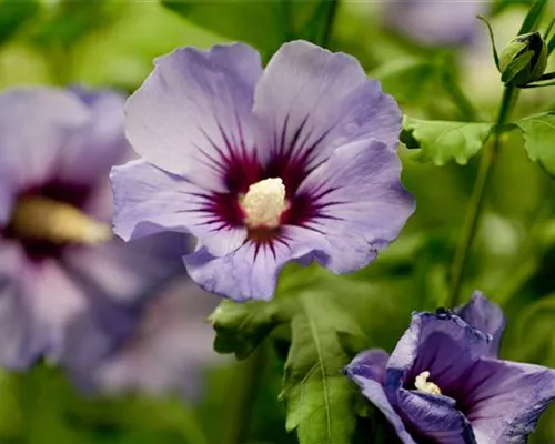 Hibiscus syriacus 'Marina'