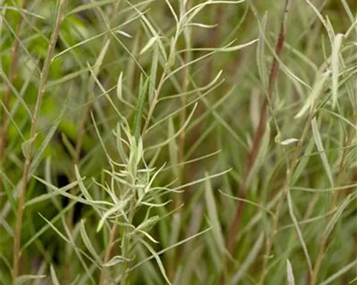 Salix rosmarinifolia Salix rosmarinifolia