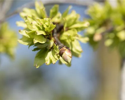 Ulmus glabra 'Pendula' Ulmus glabra 'Pendula'