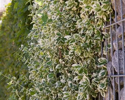 Euonymus fortunei 'Emerald Gaiety' Euonymus fortunei 'Emerald Gaiety'