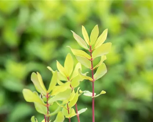 Lonicera caerulea 'Kamtschatica' Lonicera caerulea 'Kamtschatica'